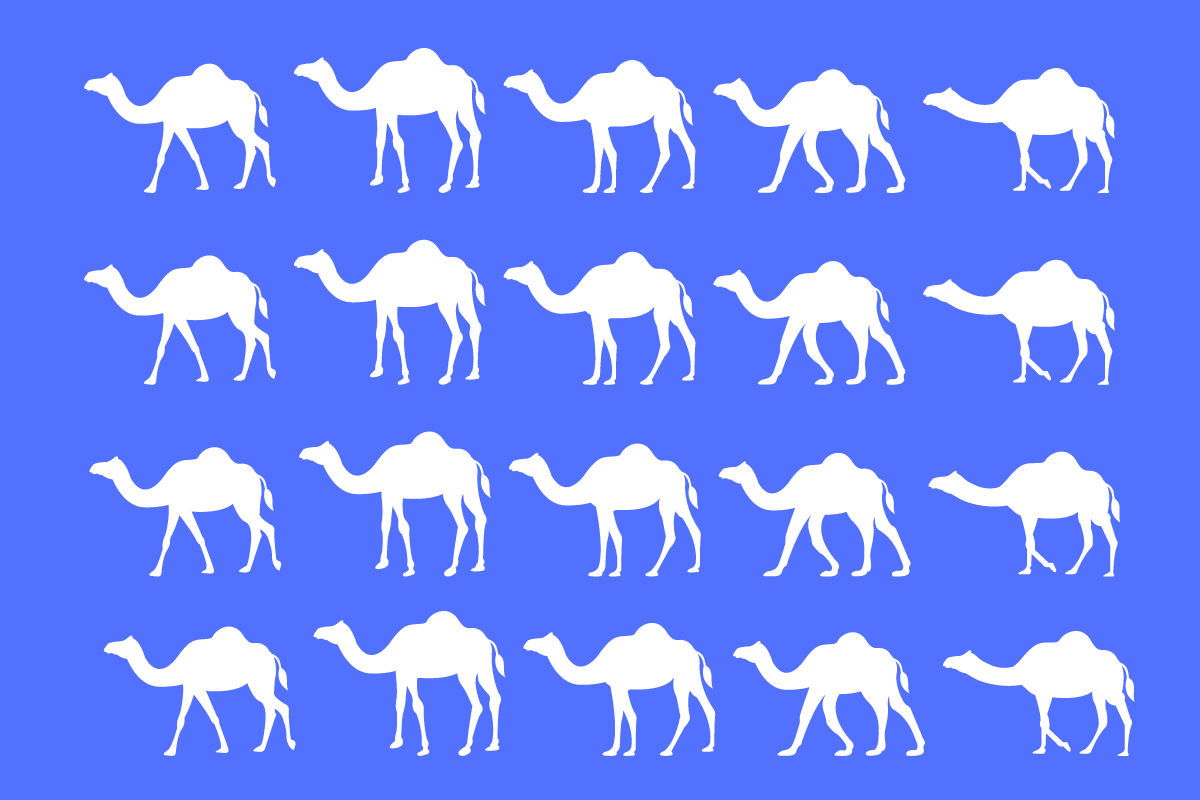Camel Value Quiz