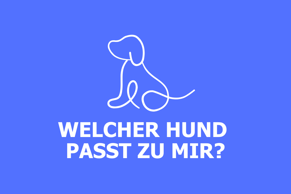 Welcher Hund Passt Zu Mir Test Kostenlos quizco.de